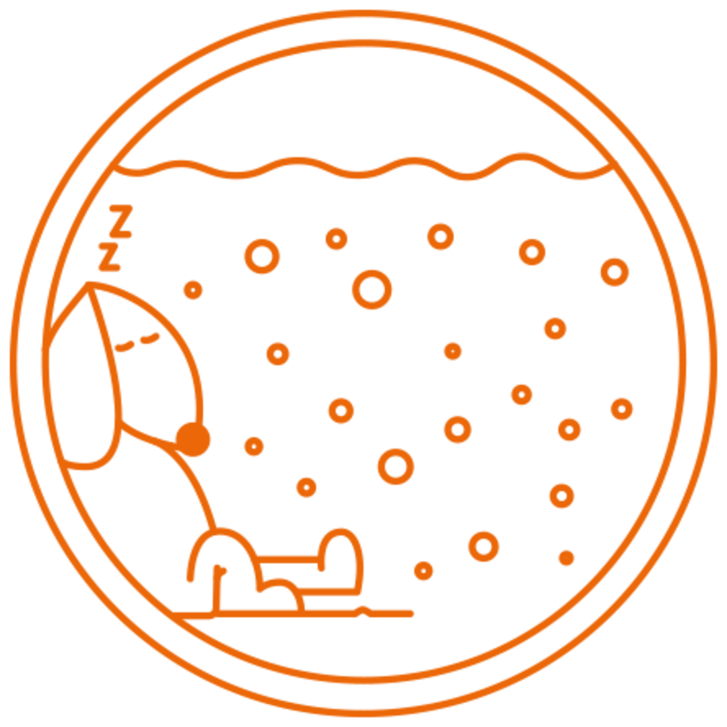 Dackel-Gären